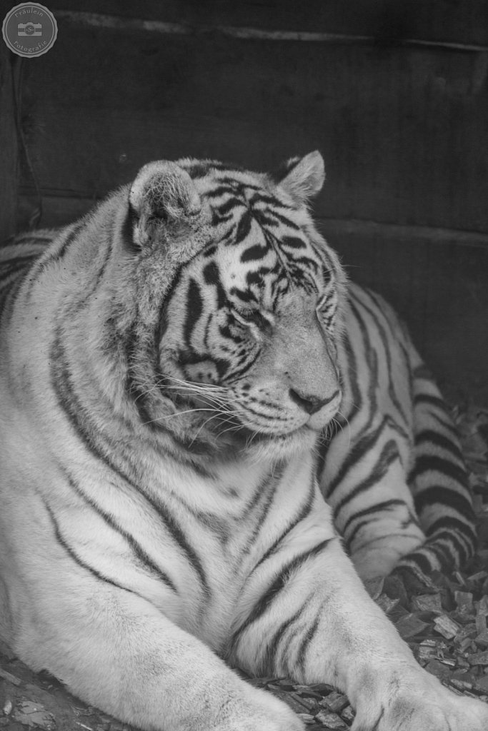 Weißer Tiger aus dem Zoo Aschersleben